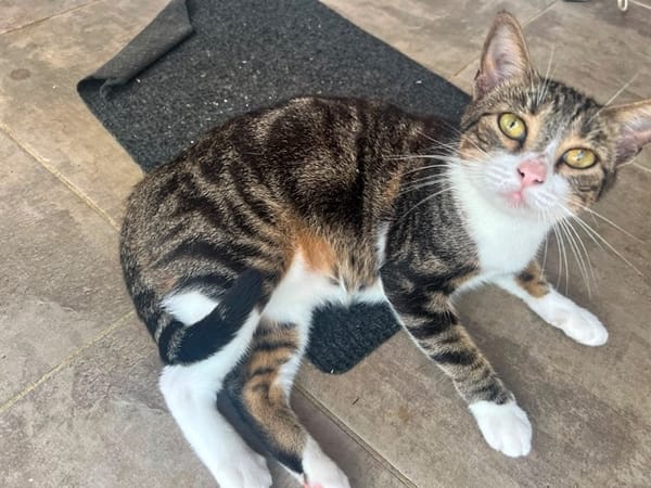 BONBONETTE, chatte européenne adulte