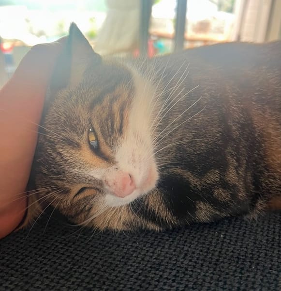 BONBONETTE, chatte européenne adulte