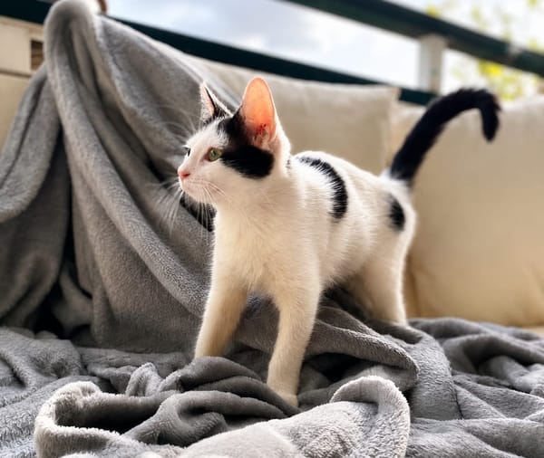 ERENE, chaton femelle type européen
