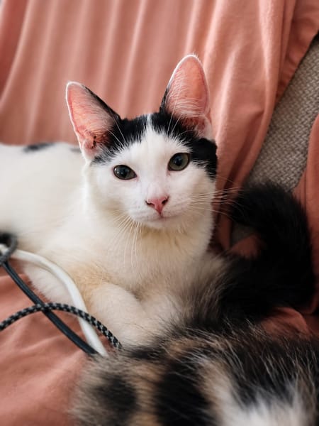 ERENE, chaton femelle type européen