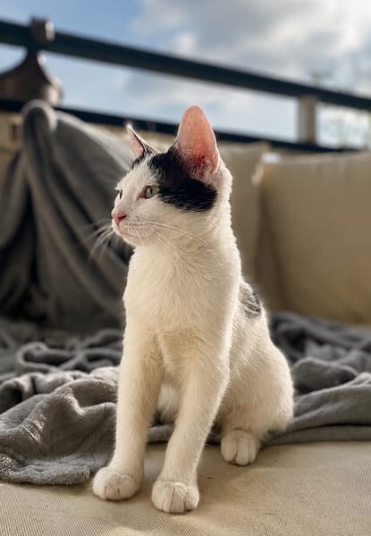 ERENE, chaton femelle type européen