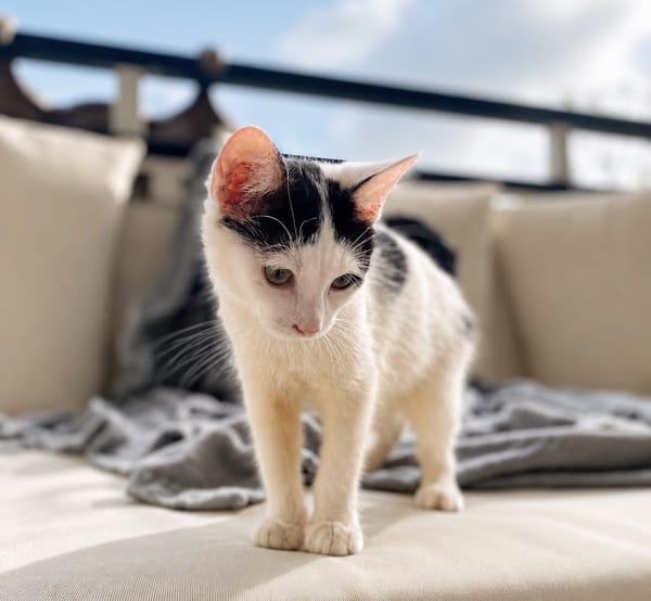 ERENE, chaton femelle type européen
