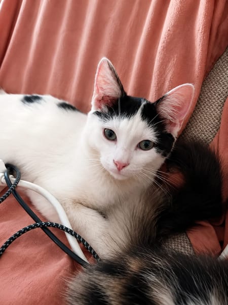 ERENE, chaton femelle type européen