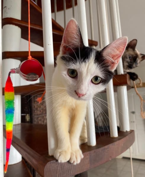 ERENE, chaton femelle type européen