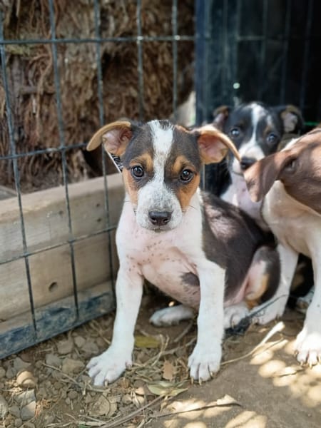 AURORA, chiot femelle Berger Créole
