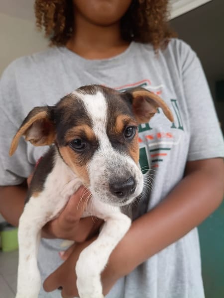 AURORA, chiot femelle Berger Créole