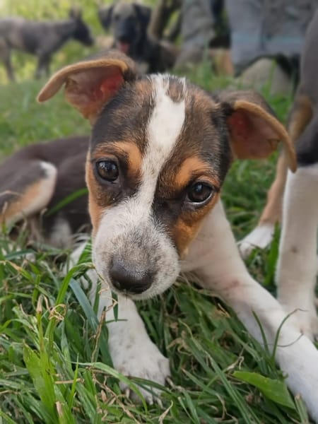 AURORA, chiot femelle Berger Créole
