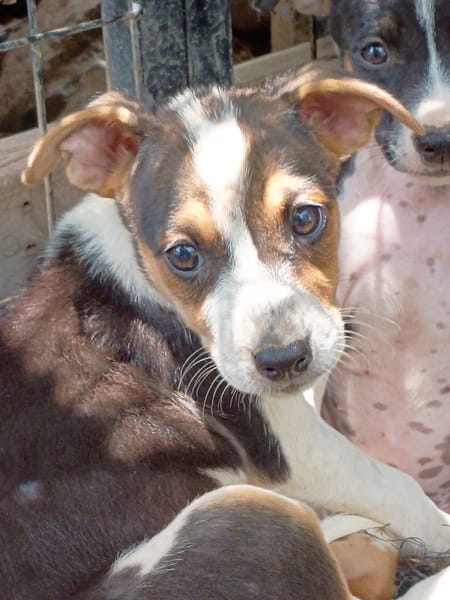 AURORA, chiot femelle Berger Créole