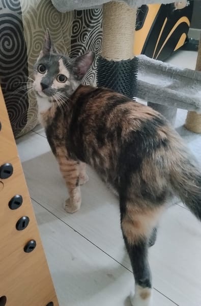 BABETH Chaton femelle type européen