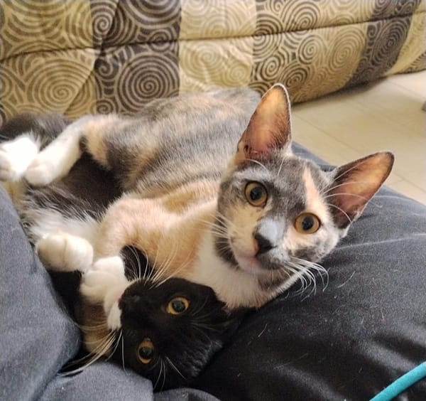 BABETH Chaton femelle type européen