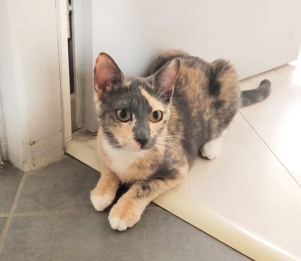 BABETH Chaton femelle type européen