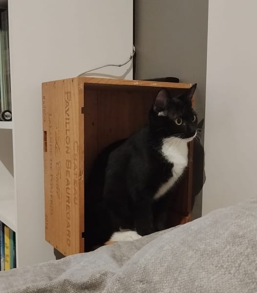 BAGHERRA, chaton femelle type européen