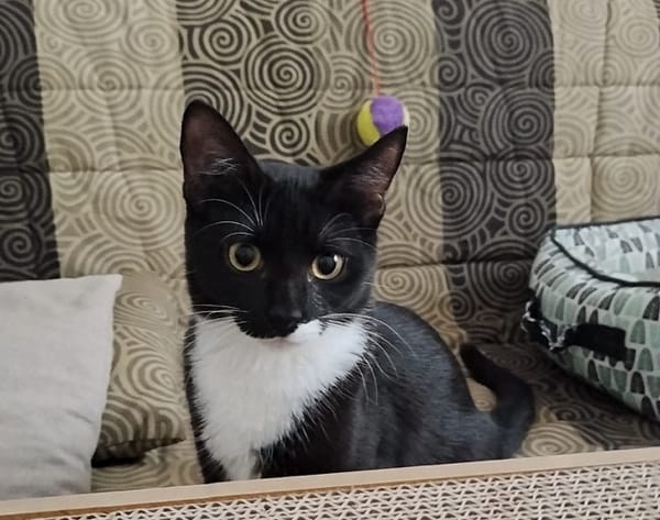 BAGHERRA, chaton femelle type européen