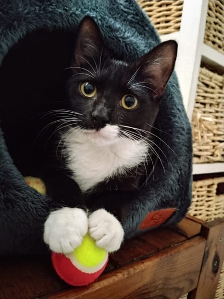 BAGHERRA, chaton femelle type européen