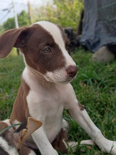 ASPEN, chiot femelle Berger Créole