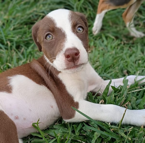 ASPEN, chiot femelle Berger Créole