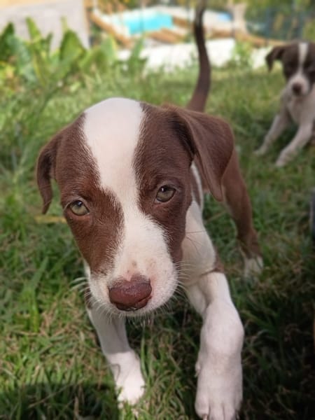 ASPEN, chiot femelle Berger Créole