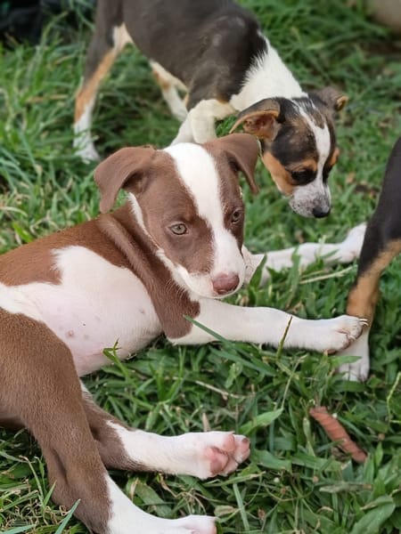 ASPEN, chiot femelle Berger Créole
