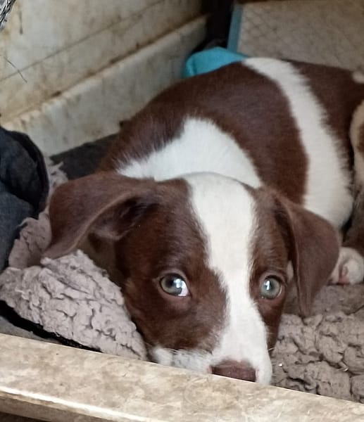 ASPEN, chiot femelle Berger Créole