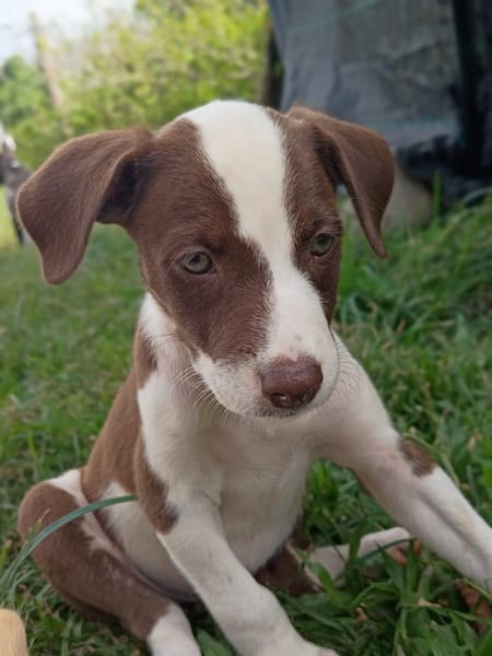 ASPEN, chiot femelle Berger Créole