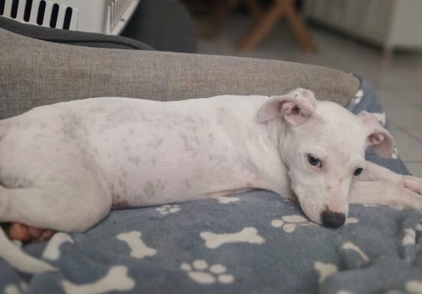 YUKEE, chiot femelle Berger Créole