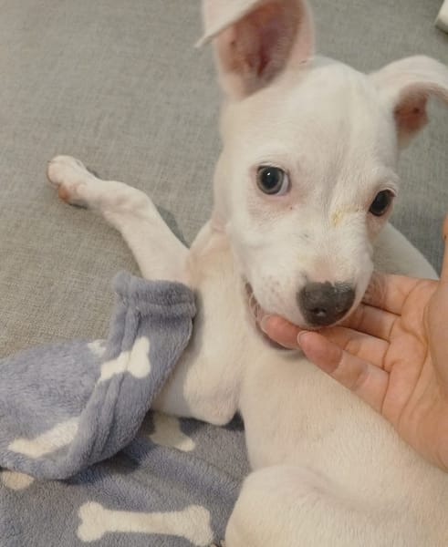 YUKEE, chiot femelle Berger Créole