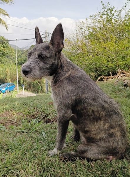MILA, Chiot femelle Croisée Griffon
