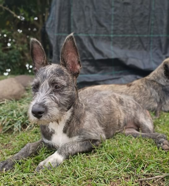 MILA, Chiot femelle Croisée Griffon