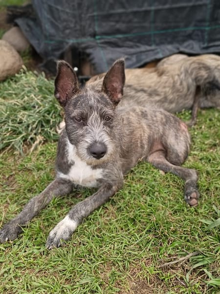 MILA, Chiot femelle Croisée Griffon