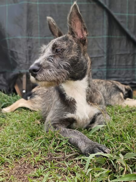 MILA, Chiot femelle Croisée Griffon