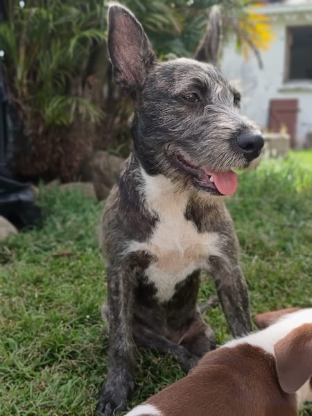 MILA, Chiot femelle Croisée Griffon