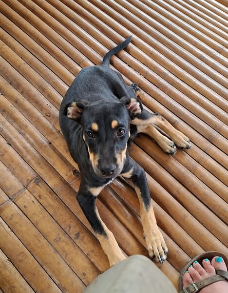 MYRTILLE, chiot femelle Croisée Beauceron