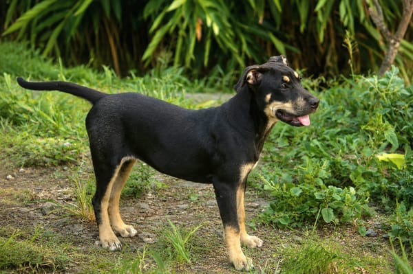 MYRTILLE, chiot femelle Croisée Beauceron