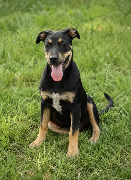 MYRTILLE, chiot femelle Croisée Beauceron