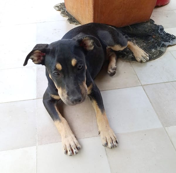MYRTILLE, chiot femelle Croisée Beauceron