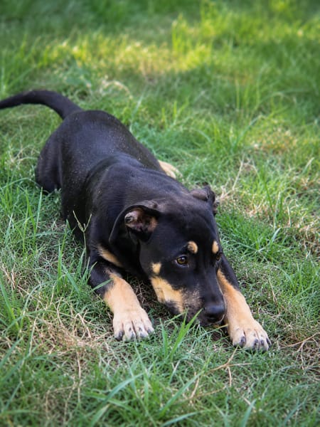 MYRTILLE, chiot femelle Croisée Beauceron