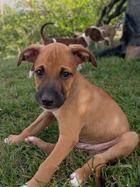 HUDSON, chiot mâle Berger Créole