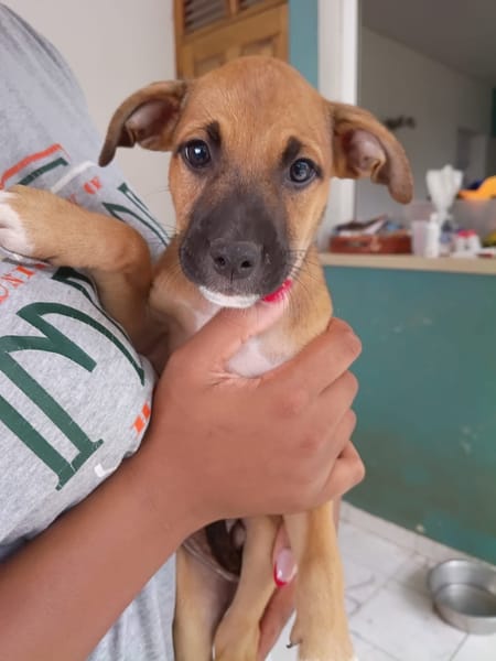 HUDSON, chiot mâle Berger Créole