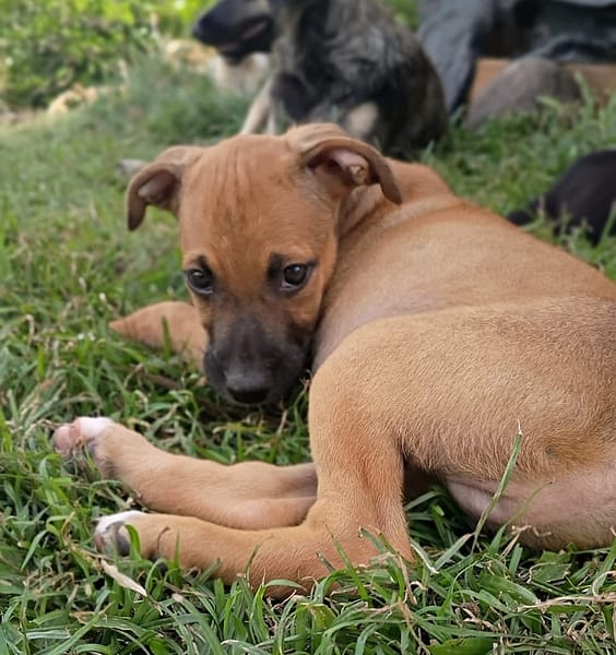 HUDSON, chiot mâle Berger Créole