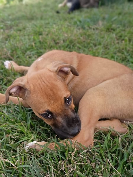 HUDSON, chiot mâle Berger Créole