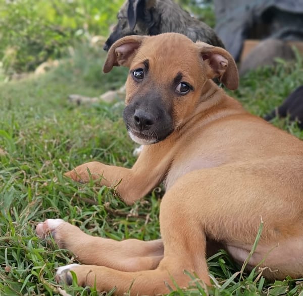 HUDSON, chiot mâle Berger Créole