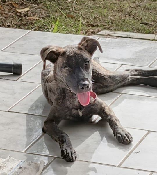OLLIE, femelle junior Berger Créole