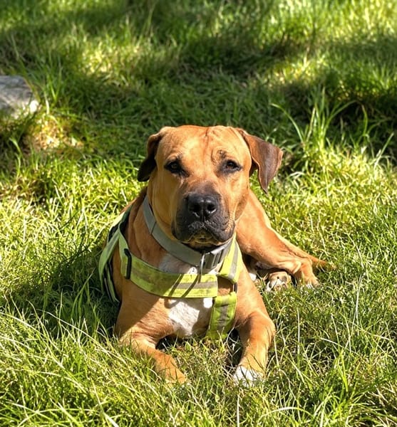 TYMAL, mâle junior Croisé Labrador