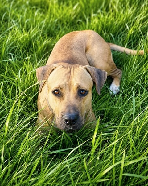 TYMAL, mâle junior Croisé Labrador