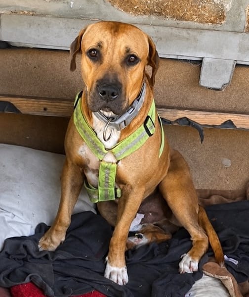 TYMAL, mâle junior Croisé Labrador