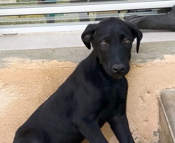BOUBA, chiot Berger Créole mâle