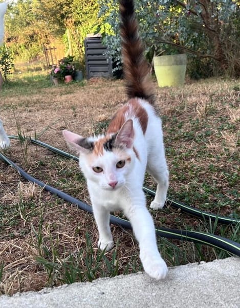 CHATKIRA, chaton femelle européen