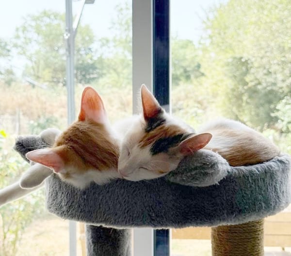 CHATKIRA, chaton femelle européen