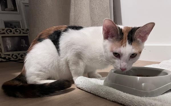 CHATKIRA, chaton femelle européen