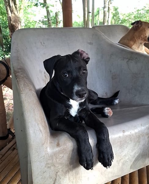 NÉVÉ, chiot femelle croisée braque